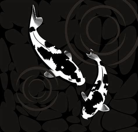 black koi fish|What You Should Know About Black Colored Koi .
